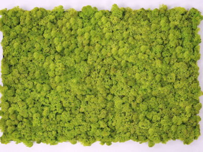 Muschio stabilizzato da parete MOSSwall&reg; - Pannelli verde stabilizzato  - MW01