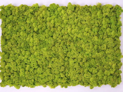 Muschio stabilizzato da parete MOSSwall&reg; - Pannelli verde stabilizzato  - MW02