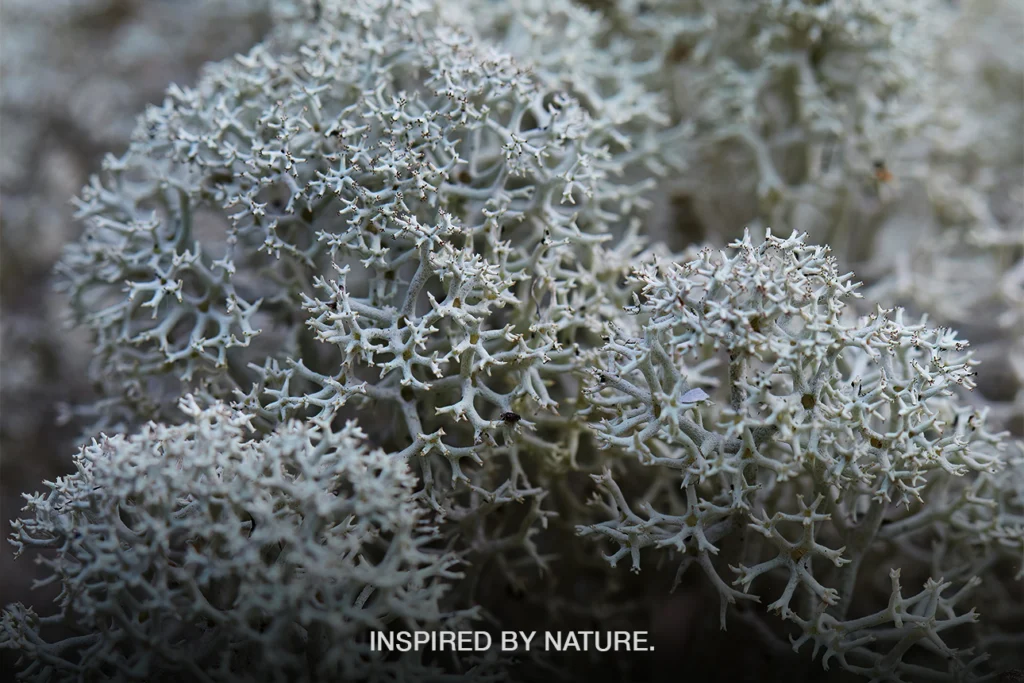 Cladonia Stellaris utilizzato per una parete verde in lichene stabilizzato