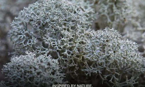 Cladonia Stellaris utilizzato per una parete verde in lichene stabilizzato