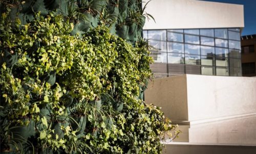 isolamento_termico_piante